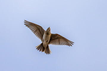 Skylark