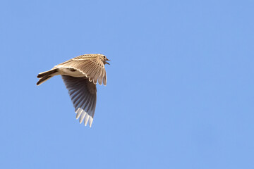 Skylark