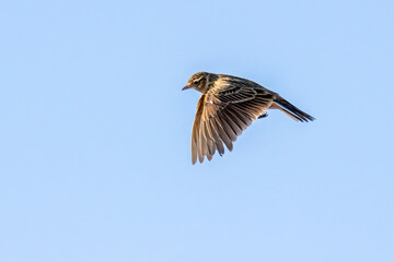 Skylark
