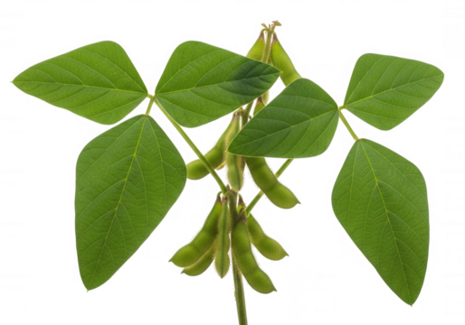 Green soybean pods and leaves isolated on a transparent background