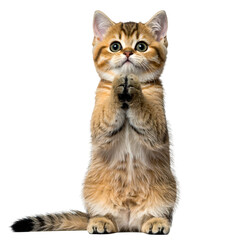Obraz premium Golden-furred kitten standing upright, paws together in plea pose. Eyes wide, background black