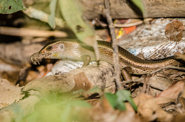 Many-striped skink Eutropis multifasciata with a prey. Cat Tien National Park. Vietnam.