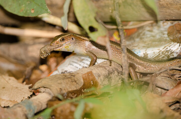 Many-striped skink Eutropis multifasciata eating a prey. Cat Tien National Park. Vietnam.