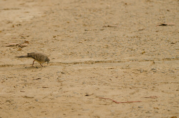 Zebra dove Geopelia striata searching for food. Cat Tien National Park. Vietnam.