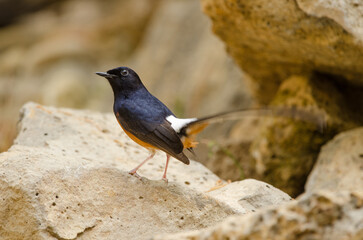 Male white-rumped shama Copsychus malabaricus macrourus. Cat Tien National Park. Vietnam.