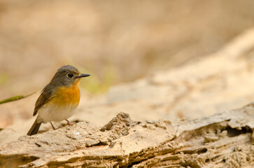 Female Tickell's blue flycatcher Cyornis tickelliae indochina. Cat Tien National Park. Vietnam.
