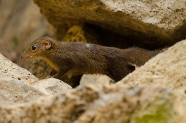 Northern treeshrew Tupaia belangeri. Cat Tien National Park. Vietnam.