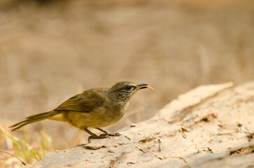 Stripe-throated bulbul Pycnonotus finlaysoni eous eating. Cat Tien National Park. Vietnam.