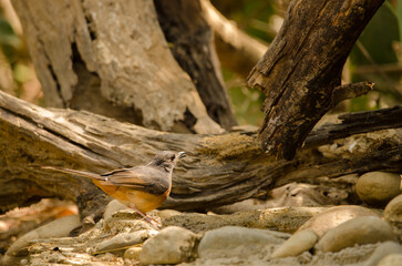 White-rumped shama Copsychus malabaricus macrourus. Female drinking water. Cat Tien National Park. Vietnam.