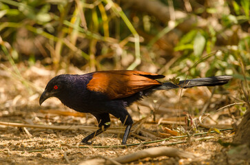 Greater coucal Centropus sinensis intermedius. Cat Tien National Park. Vietnam.