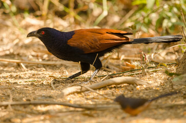 Greater coucal Centropus sinensis intermedius. Cat Tien National Park. Vietnam.