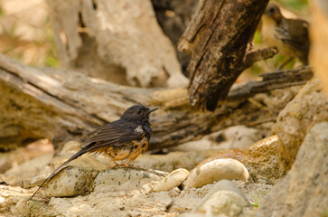 White-rumped shama Copsychus malabaricus macrourus. Female just after bathing. Cat Tien National Park. Vietnam.