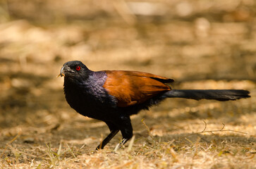 Greater coucal Centropus sinensis intermedius eating. Cat Tien National Park. Vietnam.