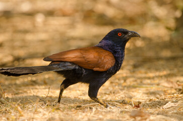 Greater coucal Centropus sinensis intermedius. Cat Tien National Park. Vietnam.