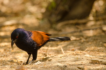 Greater coucal Centropus sinensis intermedius searching for food. Cat Tien National Park. Vietnam.