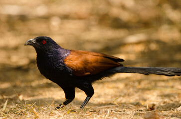 Greater coucal Centropus sinensis intermedius. Cat Tien National Park. Vietnam.