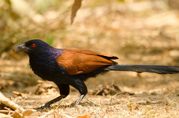 Greater coucal Centropus sinensis intermedius. Cat Tien National Park. Vietnam.