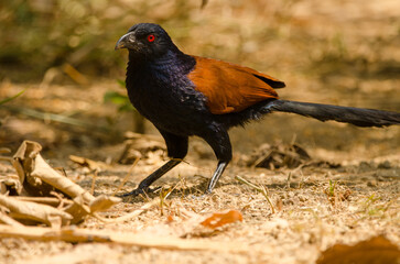 Greater coucal Centropus sinensis intermedius. Cat Tien National Park. Vietnam.