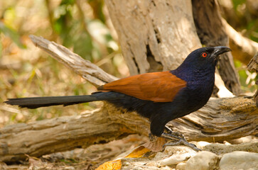 Greater coucal Centropus sinensis intermedius drinking water. Cat Tien National Park. Vietnam.