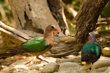 Common emerald doves Chalcophaps indica drinking water. Female to the left and male to the right. Cat Tien National Park. Vietnam.