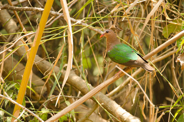 Female common emerald dove Chalcophaps indica. Cat Tien National Park. Vietnam.