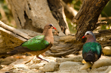 Common emerald doves Chalcophaps indica drinking water. Female to the left and male to the right. Cat Tien National Park. Vietnam.