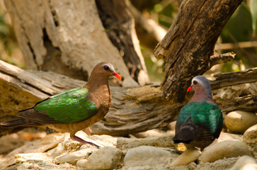 Common emerald doves Chalcophaps indica drinking water. Female to the left and male to the right. Cat Tien National Park. Vietnam.