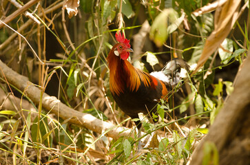Male red junglefowl Gallus gallus gallus. Cat Tien National Park. Vietnam.