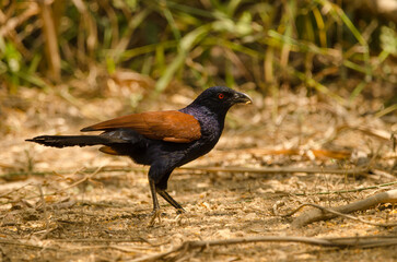 Greater coucal Centropus sinensis intermedius eating. Cat Tien National Park. Vietnam.