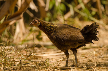 Female red junglefowl Gallus gallus gallus. Cat Tien National Park. Vietnam.