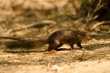 Northern treeshrew Tupaia belangeri. Cat Tien National Park. Vietnam.