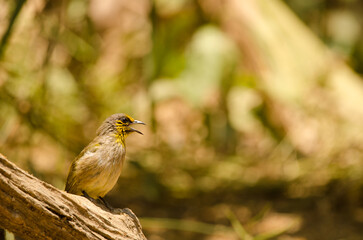 Stripe-throated bulbul Pycnonotus finlaysoni eous. Cat Tien National Park. Vietnam.