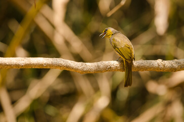 Stripe-throated bulbul Pycnonotus finlaysoni eous. Cat Tien National Park. Vietnam.
