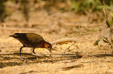 Slaty-legged crake Rallina eurizonoides telmatophila searching for food. Cat Tien National Park. Vietnam.