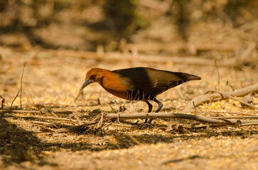 Slaty-legged crake Rallina eurizonoides telmatophila. Cat Tien National Park. Vietnam.