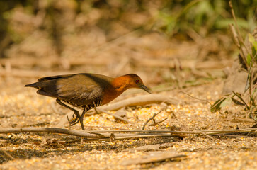 Slaty-legged crake Rallina eurizonoides telmatophila. Cat Tien National Park. Vietnam.