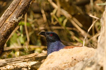 Greater coucal Centropus sinensis intermedius drinking water. Cat Tien National Park. Vietnam.