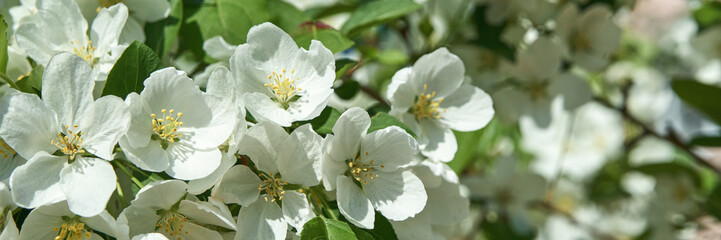 White blossoming apple tree flowers in sunlight with green leaves in spring garden.