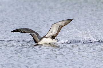  red-throated diver