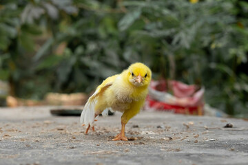 Yellow chicks colored with dye which are then sold at animal markets.