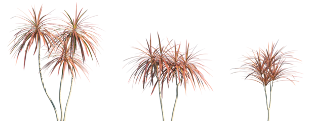 Set of Dracaena marginata (or the Madagascar Dragon Tree) frontal isolated png on a transparent background perfectly cutout