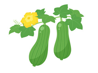 ヘチマの実がなっているイラスト素材