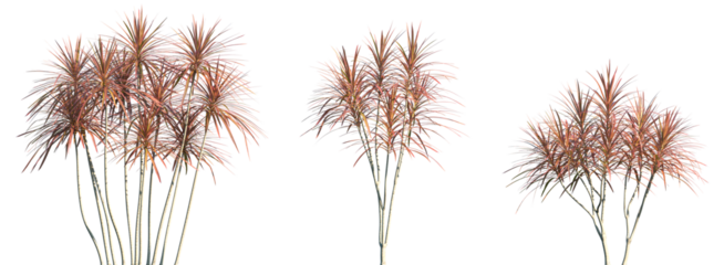 Set of Dracaena marginata (or the Madagascar Dragon Tree) frontal isolated png on a transparent background perfectly cutout