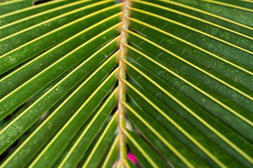 Palm leaves background. Green leaves wallpaper. Exotic jungle foliage. Leaves tropical greenery. Palm leaf closeup shot. Tropical leaf pattern. Nature palm leaves design. Green palm background.