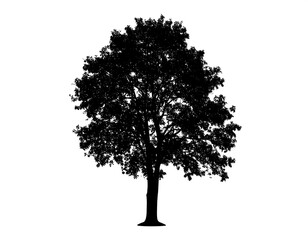 A simple silhouette of a leafy deciduous tree against a pure white backdrop, showing its trunk and intricate branches