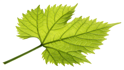 Single bright green grapevine leaf with serrated edges and fine veins, isolated on transparent background, soft daylight reflection, macro botanical realism.