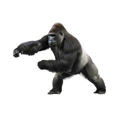 Fototapeta premium silverback gorilla isolated on transparent background