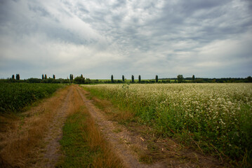Dirt road through the field with buckwheat lat and soybeans on the background of cloudy sky