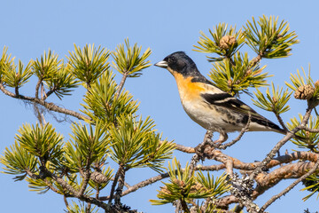 Brambling is colorful little bird