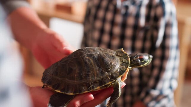 Close up of adult holding tortoise in hands as reptile stretches and attempts to move away, children in background observe with curiosity during classroom activity focused on learning